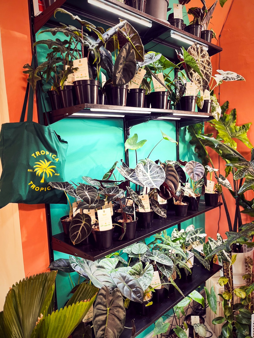 Tropica