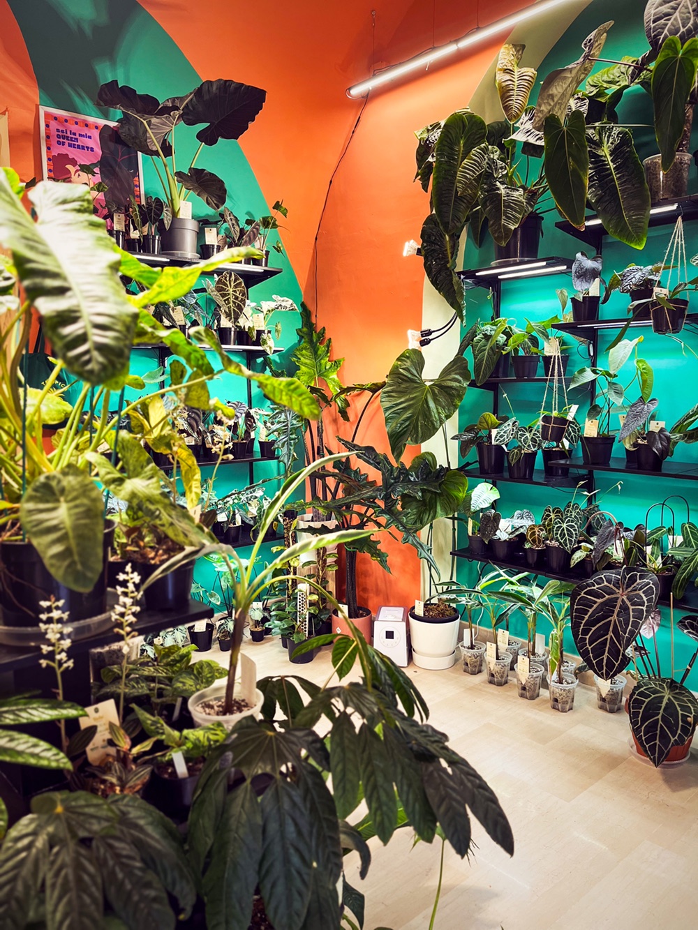 Tropica