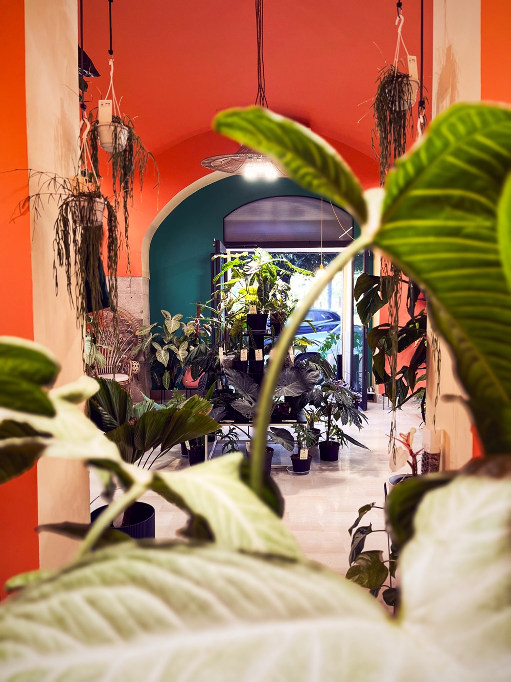 Tropica