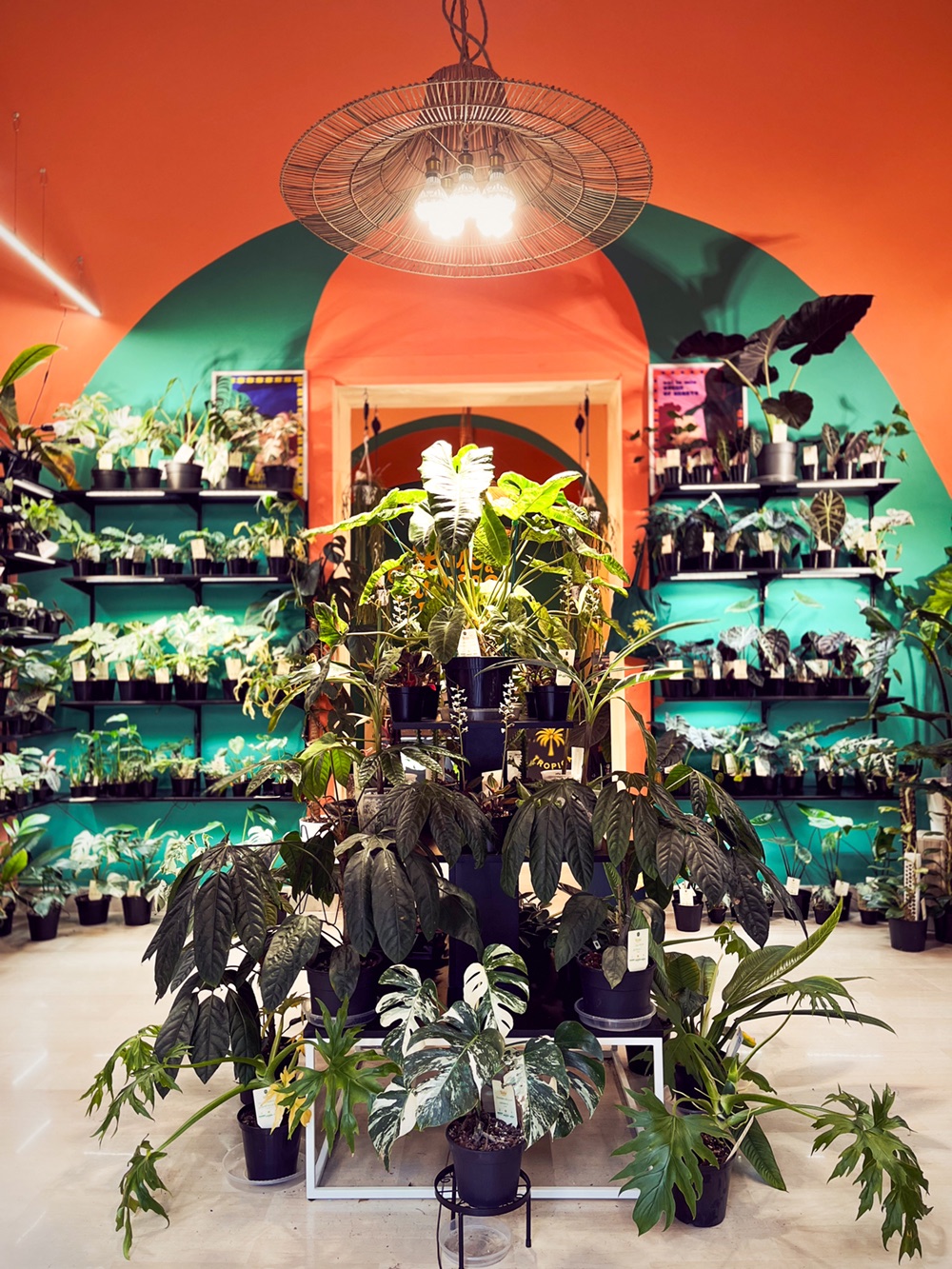 Copertina di Tropica